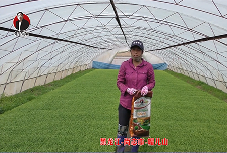 黑龍江-尚誌市(shi)-戼兒(er)山